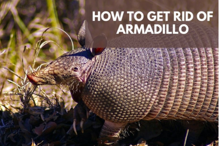 prevent armadillos from being attracted to your lawn Archives - HeadHonchos