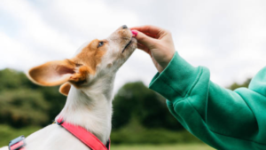 Behaviour Modification Lessons for Dogs: What to Expect